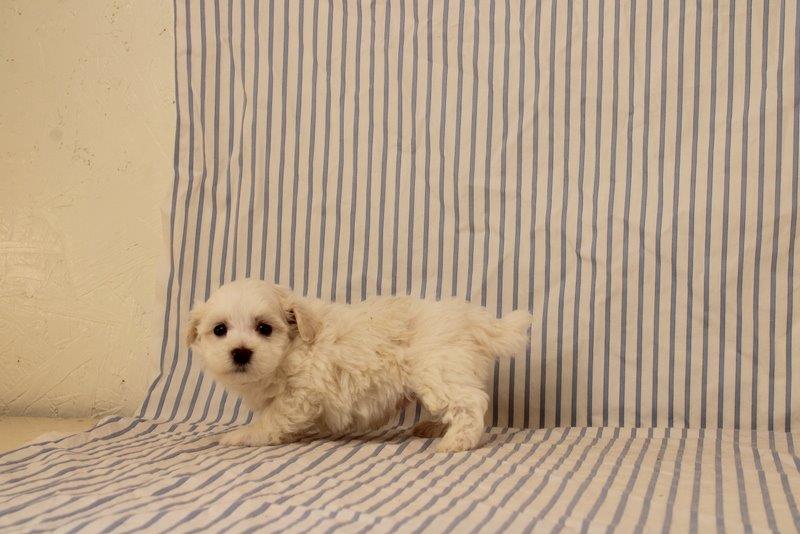 puppy, for, sale, Maltipoo, Matthew B. Stoltzfus, dog, breeder, Gap, PA, dog-breeder, puppy-for-sale, forsale, nearby, find, puppyfind, locator, puppylocator, aca
